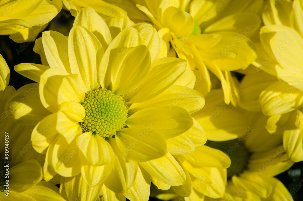 Fototapeta premium yellow chrysanthemum flower