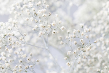 Background with tiny white flowers (gypsophila paniculata), blur