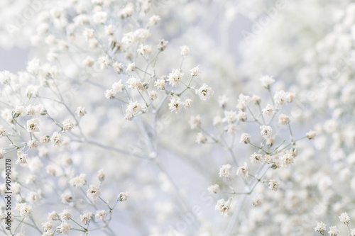 Background with tiny white flowers (gypsophila paniculata), blur © agneskantaruk