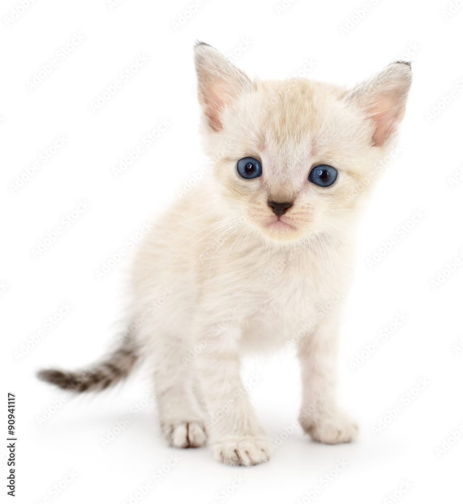 Kitten on a white background