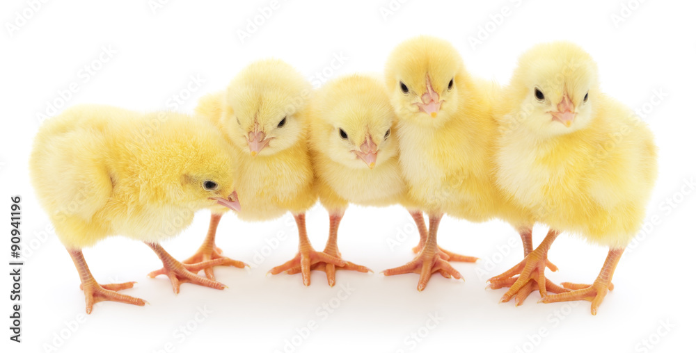 Five chickens