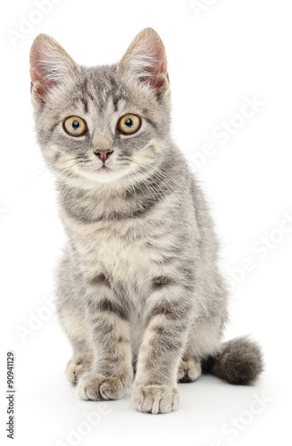 Kitten on a white background