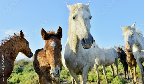 White Camargue Horse with foals in the swamps nature reserve in Parc Regional de Camargue - Provence  France 