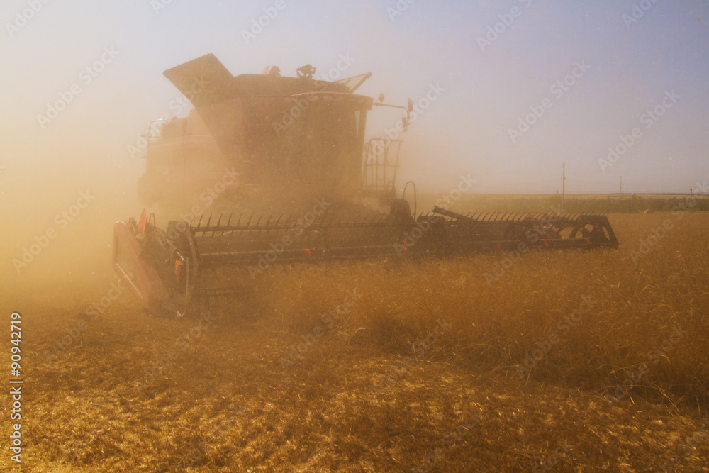 Fototapeta premium Combine harvester on a wheat field at harvest time