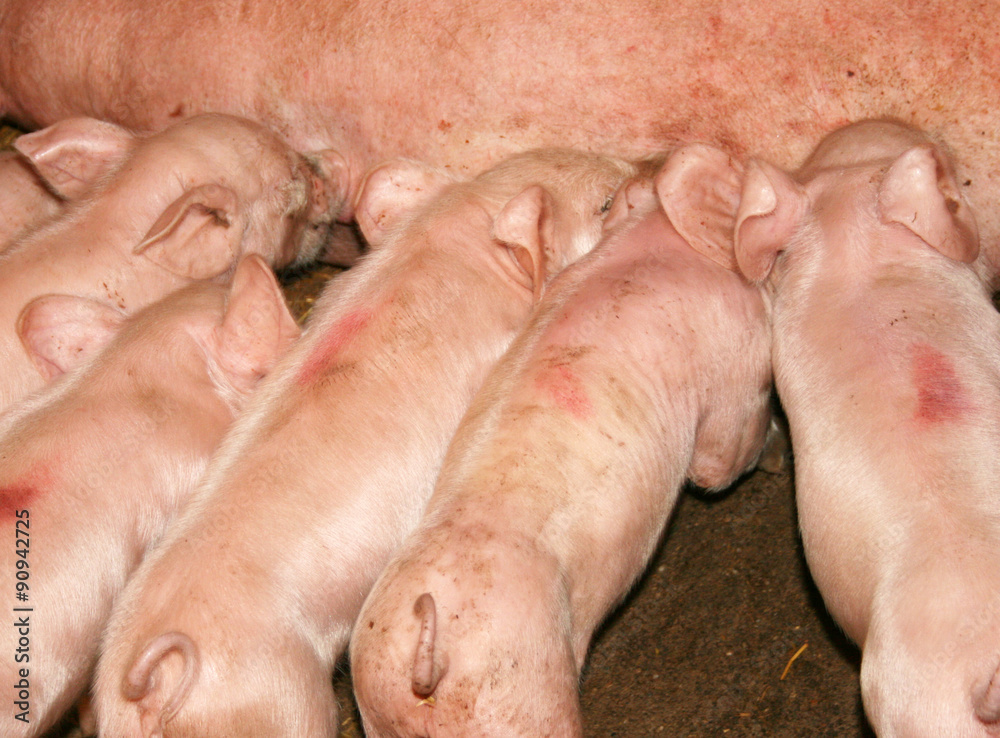 A group of hungry piglets fighting for share of milk A group of hungry piglets fighting for share of milk