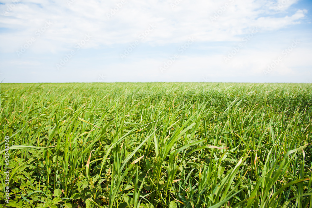 Field of winter wheat seedlings in the spring on a on a sunny day Field of winter wheat seedlings in the spring on a on a sunny day