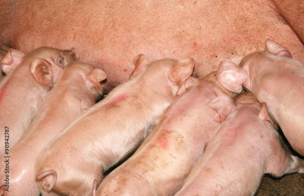  A group of hungry piglets fighting for share of milk