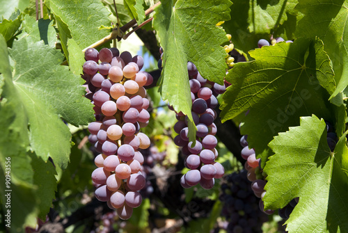 Wallpaper Mural Ripe pinot gris grapes ready for harvest Torontodigital.ca