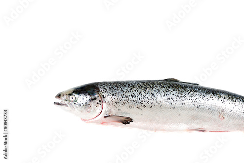 Sea trout isolated on white