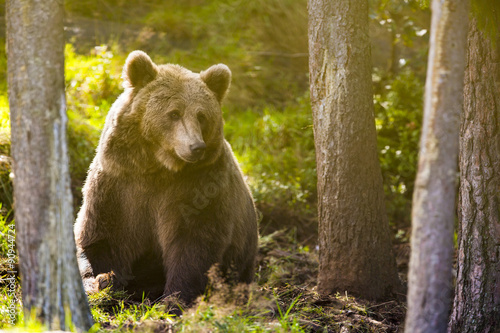 Large adult brown bear in the forest photo