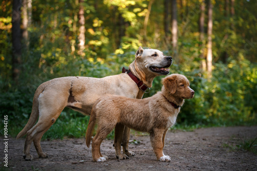 Dog Nova Scotia Duck Tolling Retriever