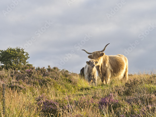 Highland cattle amongst heather on wild Exmoor, Somerset,UK. Cow with calf.