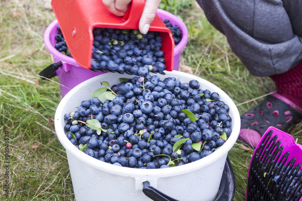 Picking blueberries vaccinium corymbosum Picking blueberries vaccinium corymbosum