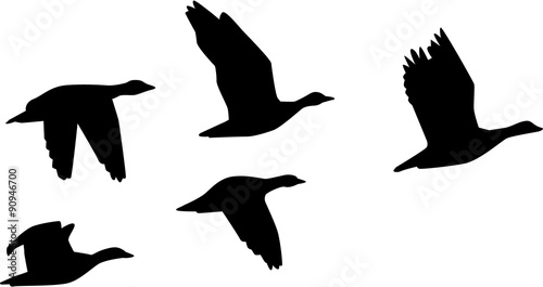 Six flying geese
