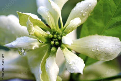 White flower blooming at fairchild