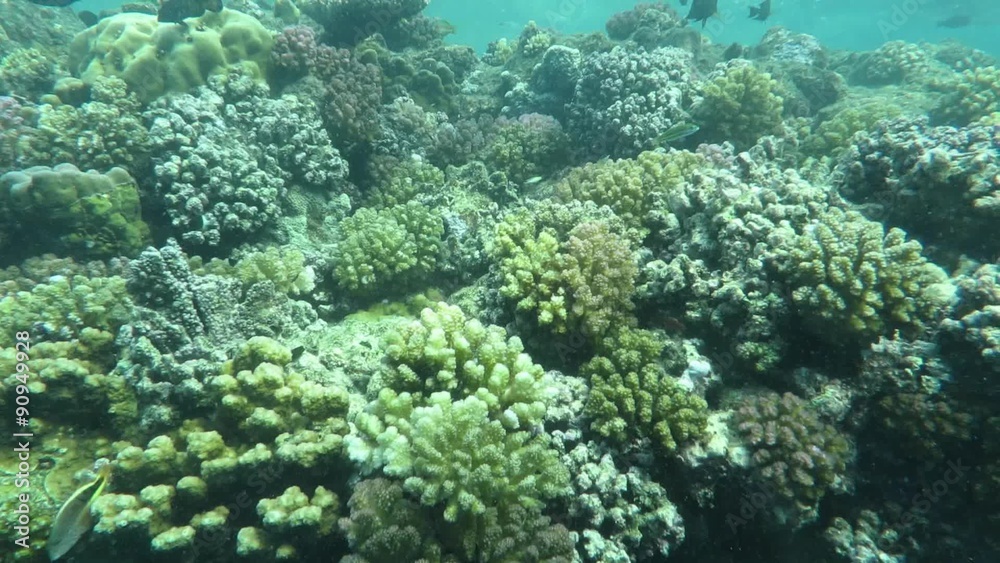 Korallenriff im Roten Meer Korallenriff im Roten Meer