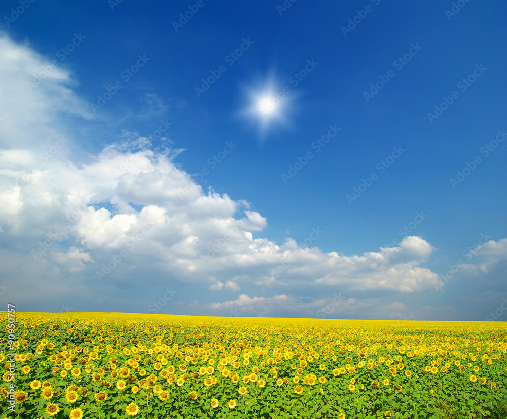 field of sunflowers field of sunflowers