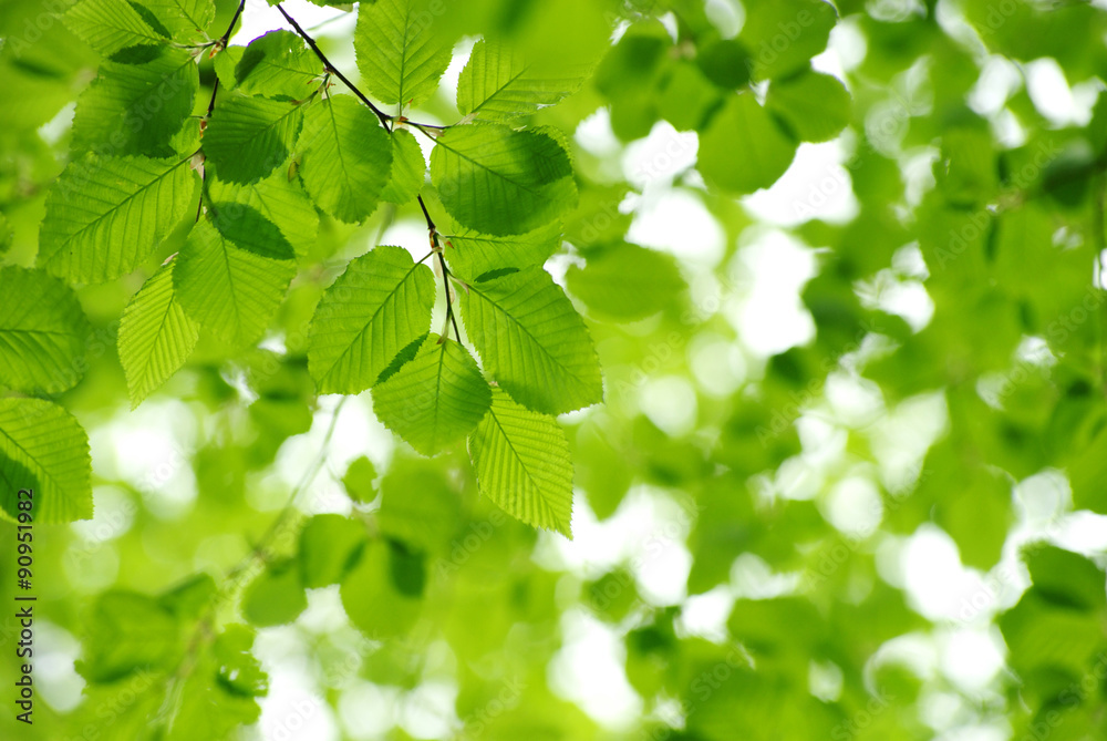green leaves green leaves
