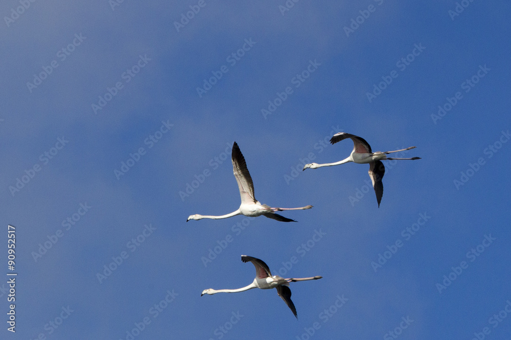Obraz premium Flamingo