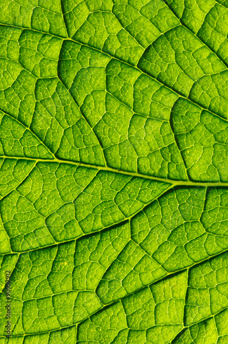  green leaf as background