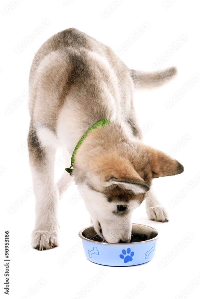 Obraz premium Malamute puppy eating from metal bowl isolated on white