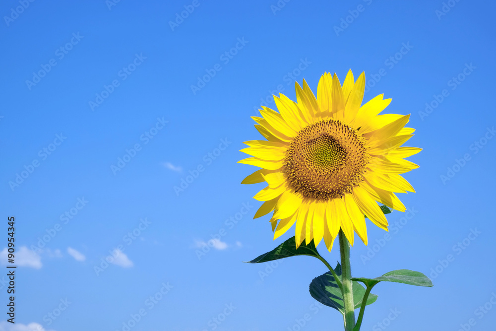 Beautiful sunflower on blue sky background Beautiful sunflower on blue sky background
