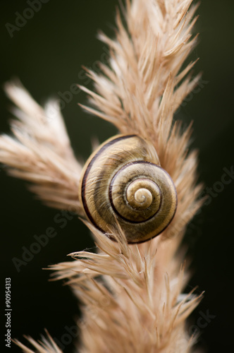 Hainschnirkelschnecke
