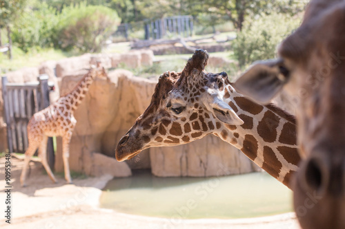 Sticker Trio of Giraffes