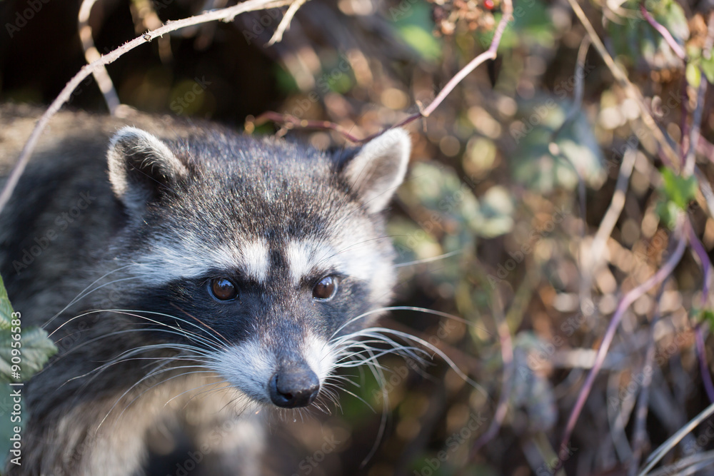 Raccoon (Procyon lotor) headshot in front of a berry tree. San Bruno Mountain State Park, San Mateo County, California, USA.