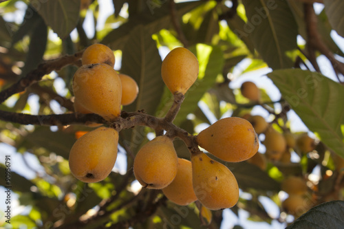 citrus fruits grows on tree