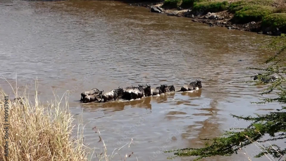 wildebeest and zebra crossing the river mara during the migration season in kenya wildebeest and zebra crossing the river mara during the migration season in kenya