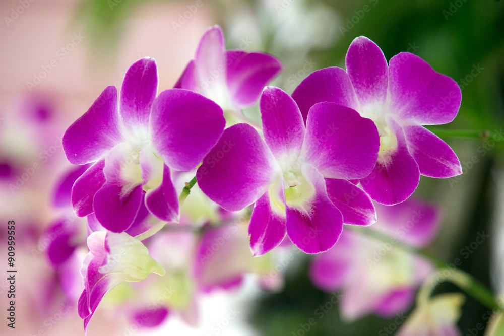 orchid orchid
