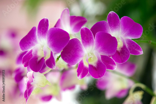orchid © Pakhnyushchyy