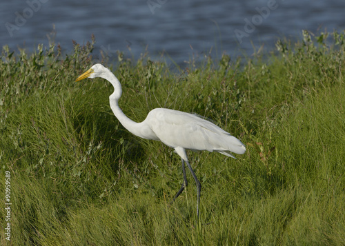 Photography Great Egret