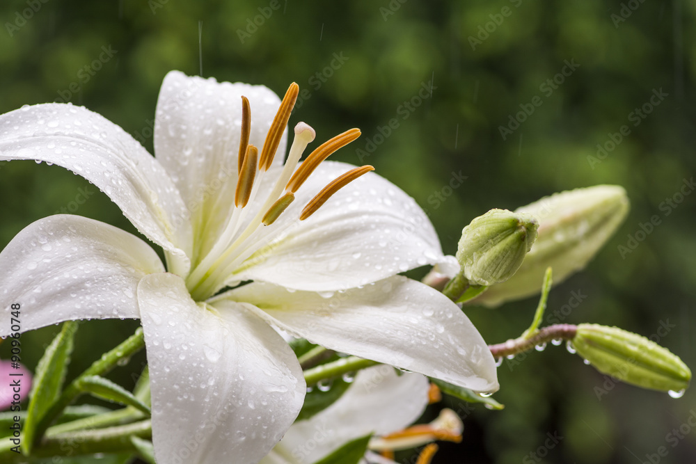 Fototapeta premium 雨の中の白いスカシユリの花