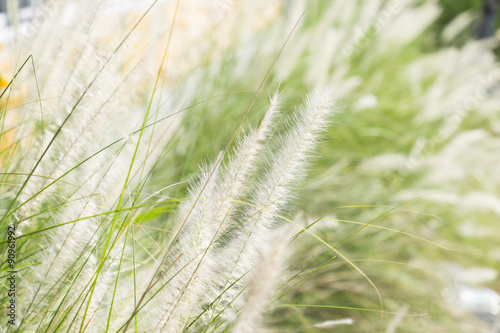 Grass beside the road