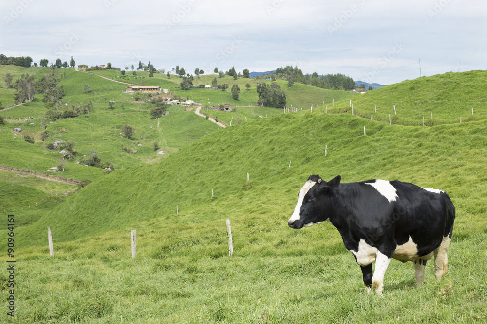 Vaca en paisaje colombiano