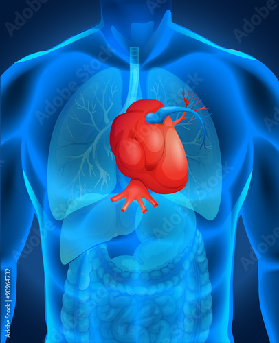 Heart disease diagram in human