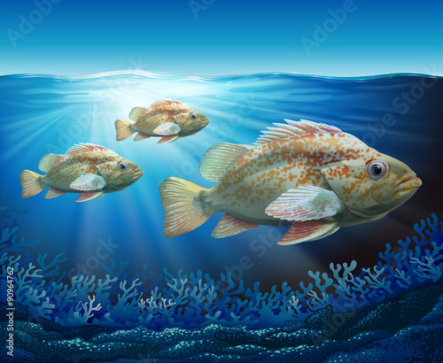 Groupers swimming in the ocean