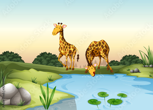 Giraffe drinking water at the pond