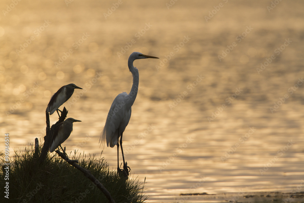 Fototapeta premium Great egret and Indian pond heron in Arugam bay lagoon, Sri Lank