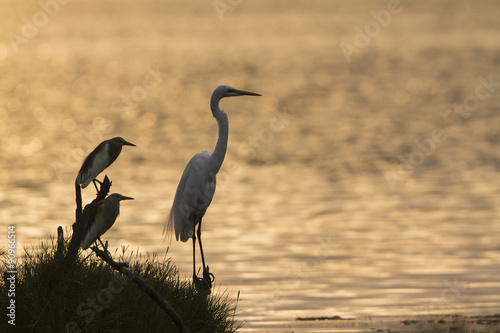 Great egret and Indian pond heron in Arugam bay lagoon, Sri Lank