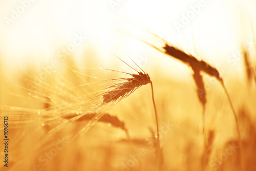 Ripe heads of organic hard red wheat
