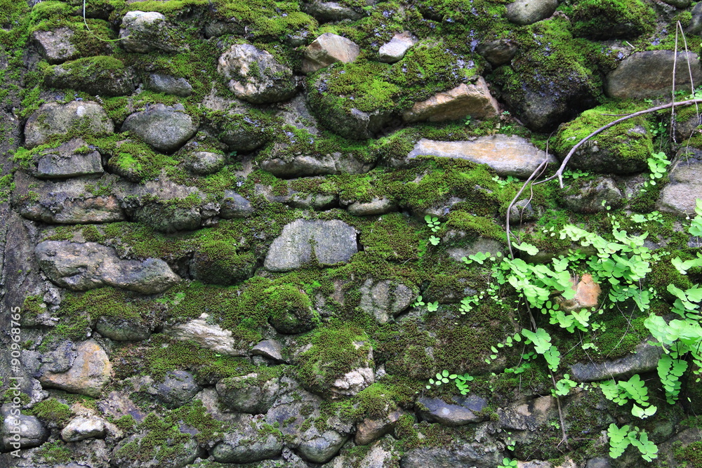 Moss and lichen / A picture of rock wall filled by moss and lichen Moss and lichen / A picture of rock wall filled by moss and lichen