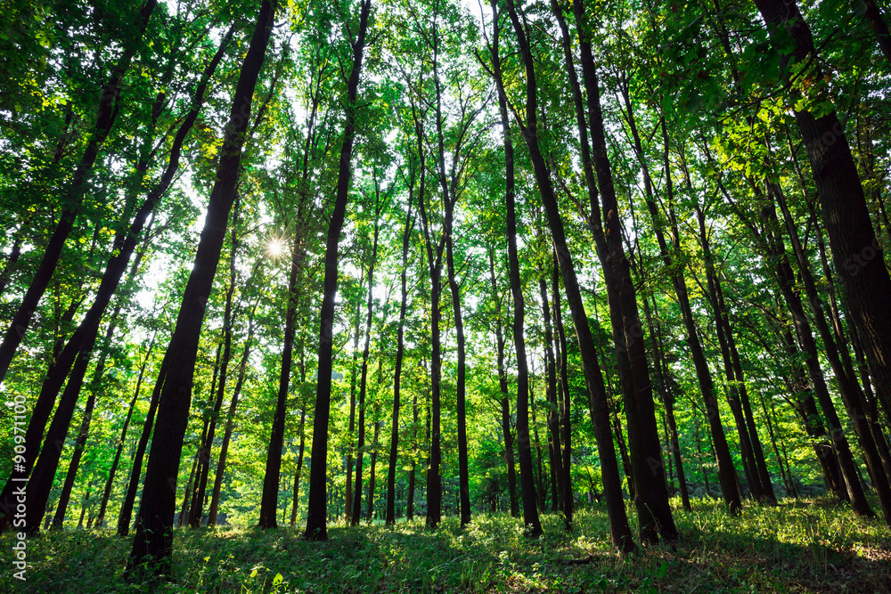 beautiful green forest with sunlight beautiful green forest with sunlight
