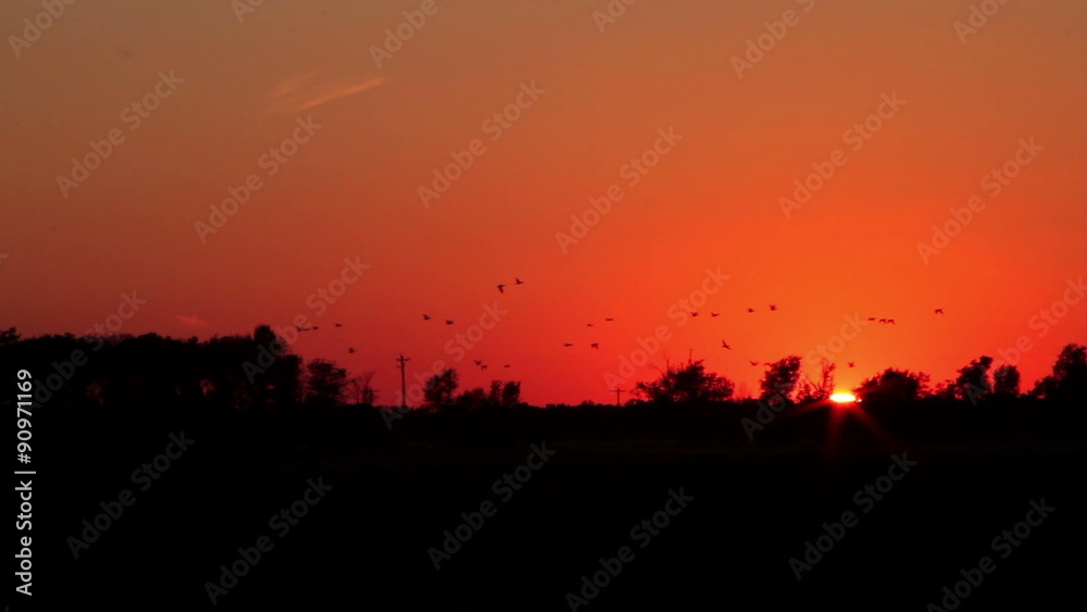 Water fowl at dusk with the sun setting.