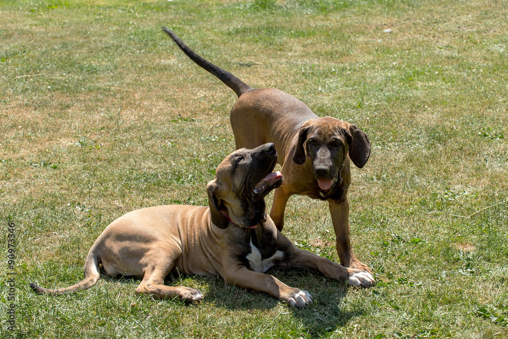 two puppy of Fila Brasileiro (Brazilian Mastiff) two puppy of Fila Brasileiro (Brazilian Mastiff)