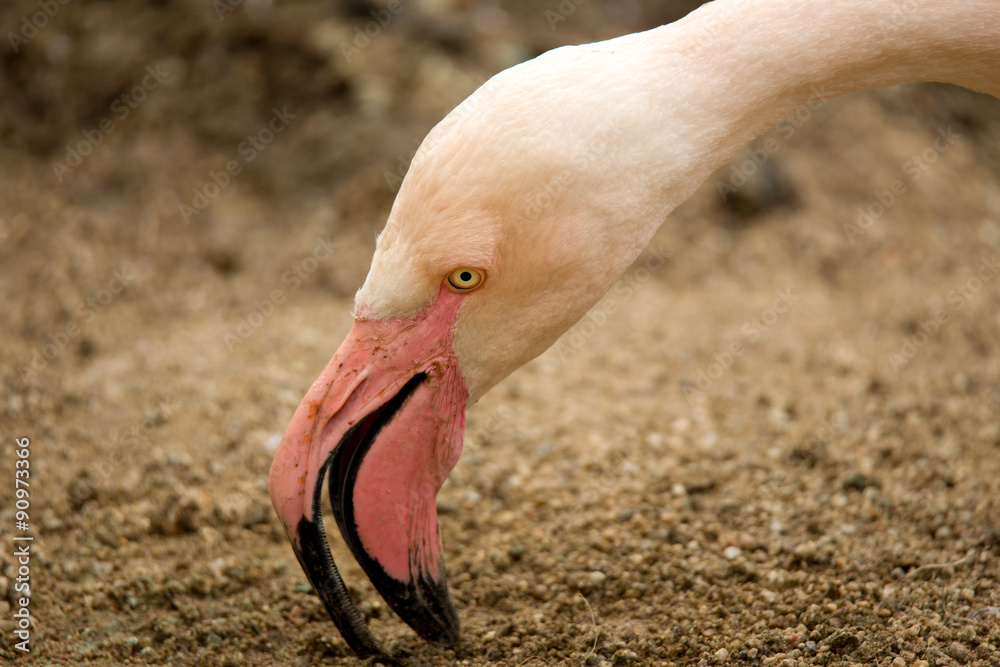 Fototapeta Beautiful American Flamingos on eng in nest