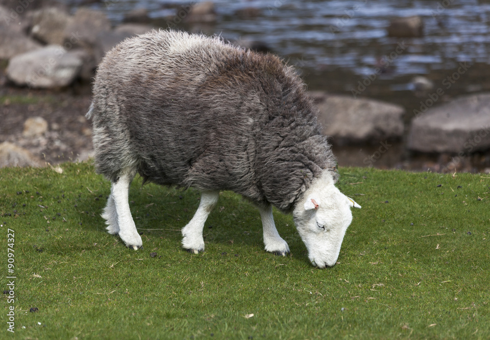 Fototapeta premium Herdwick grazing