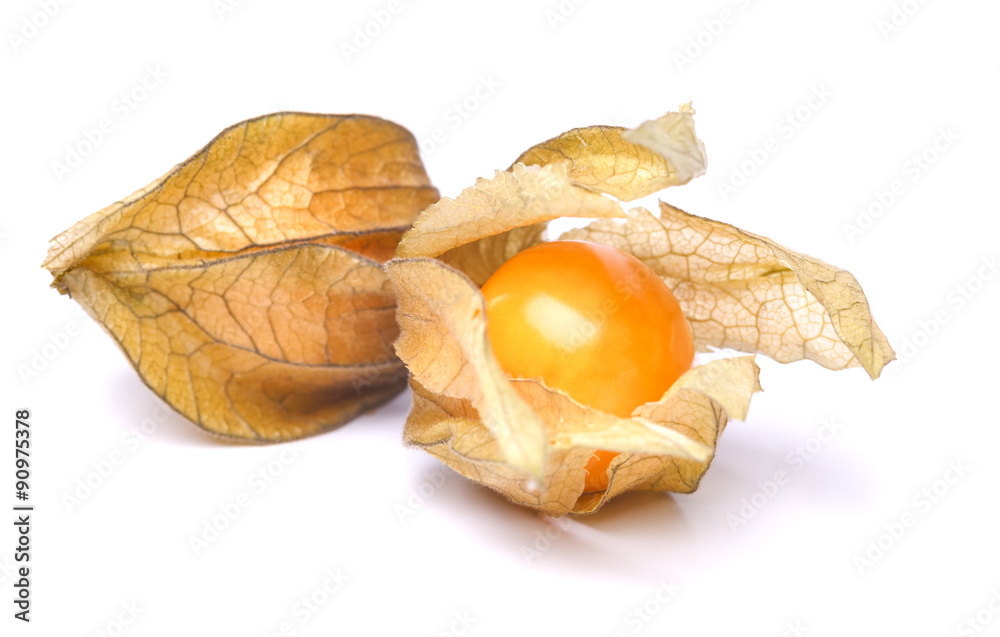 physalis physalis